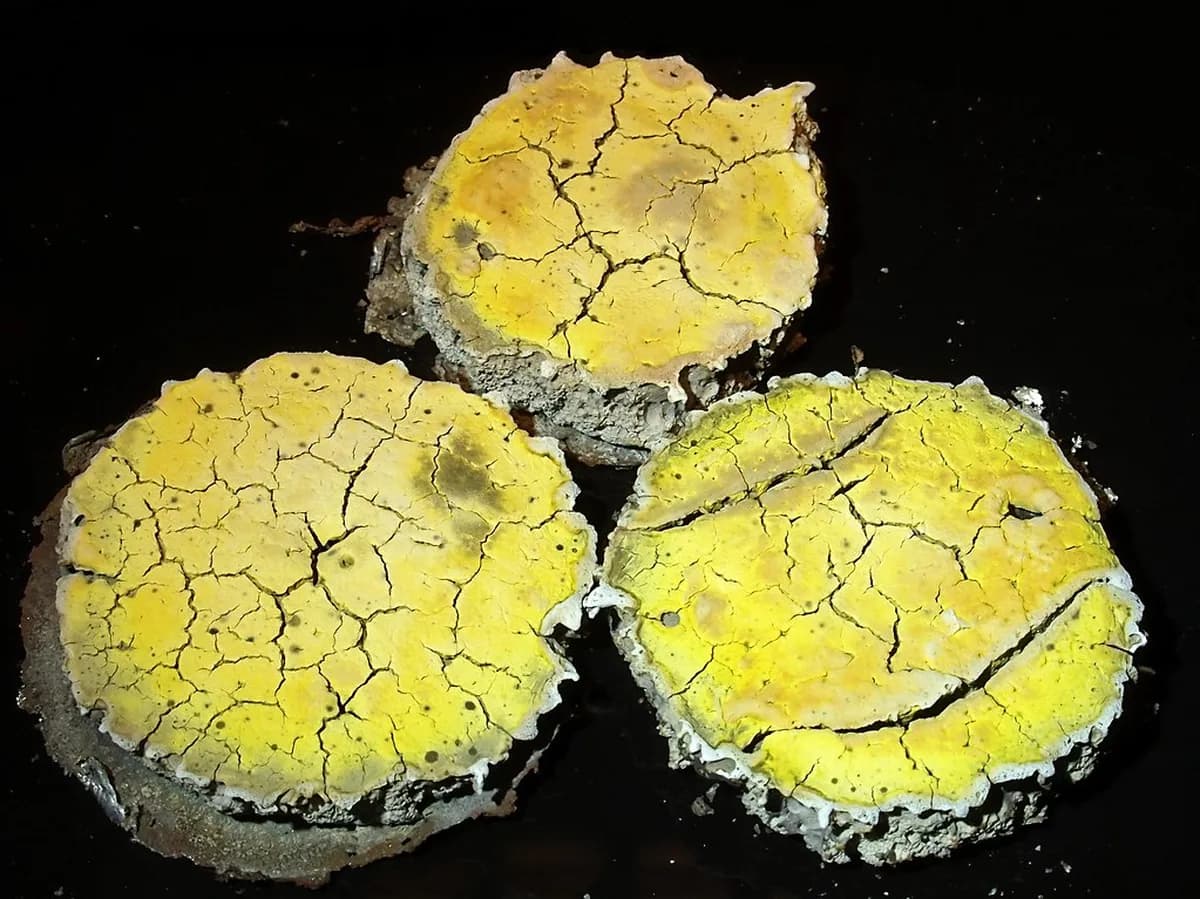 12 Best Bars in Bologna: A Local's Guide to Nightlife (2025)