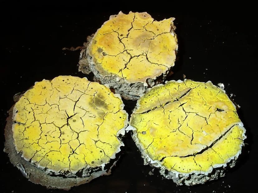 12 Best Bars in Bologna: A Local's Guide to Nightlife (2025)