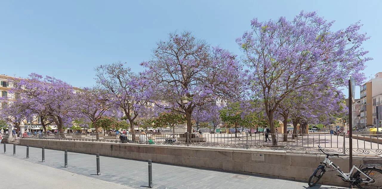Plaza de la Merced Bars Malaga: Day-to-Night Nightlife Guide