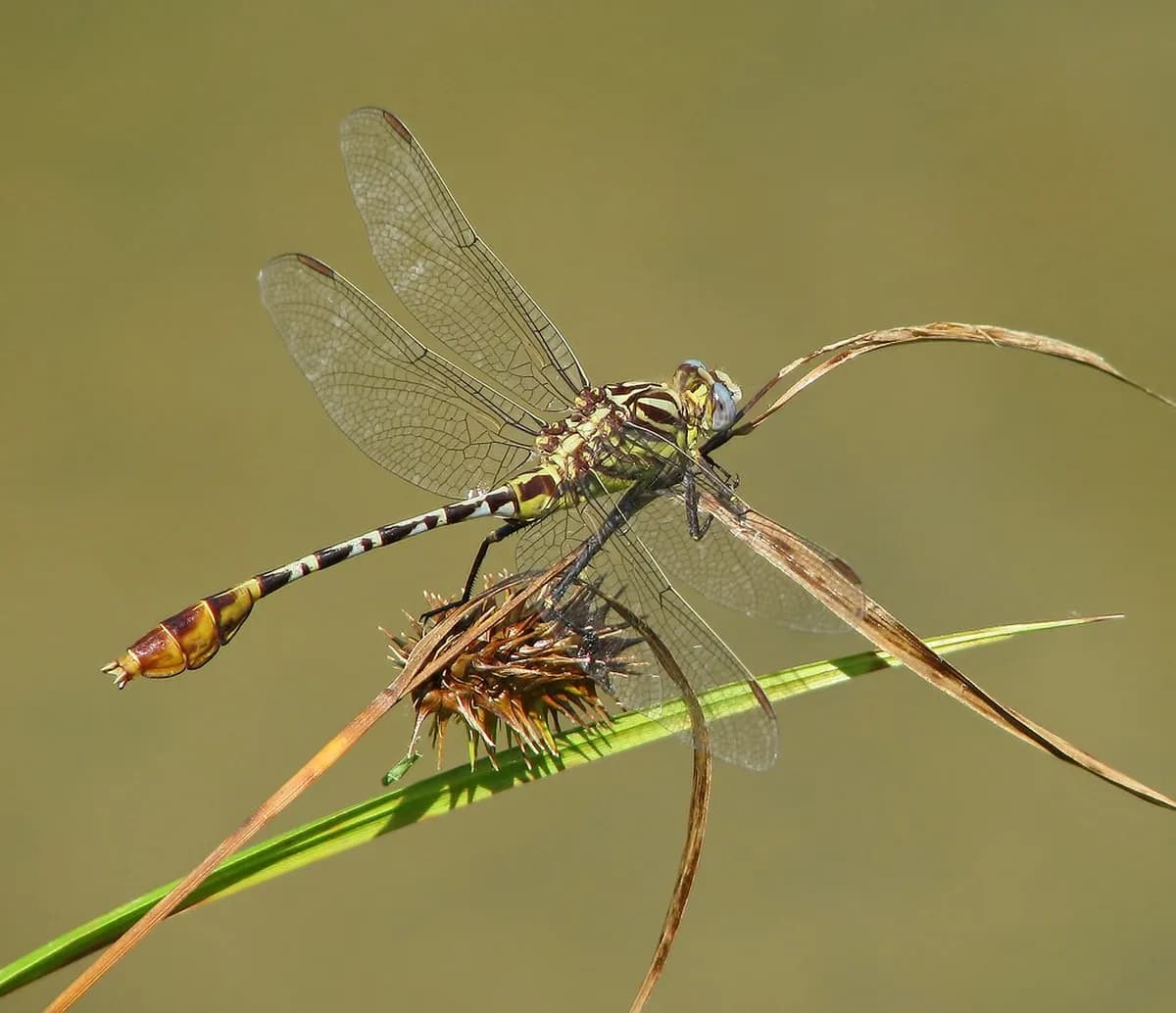 7 Best Rome Clubs and Nightlife Guide (2026)