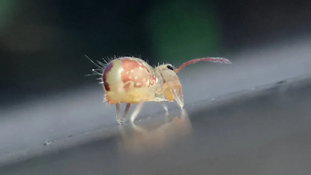 Planning Your Antwerp Bar Crawl in Belgium