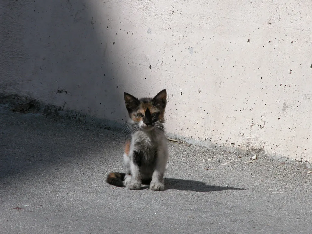 Overview: What the Split Pub Crawl Actually Is in Croatia