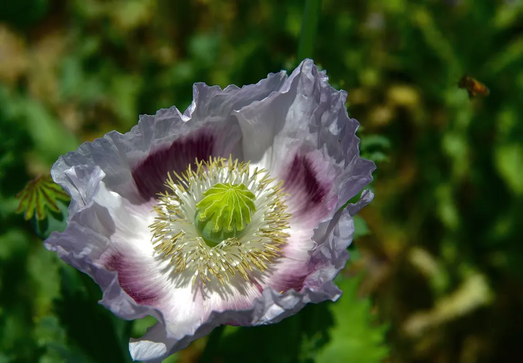 The 2024 Prague Pub Crawl Ban: What Changed and What Is Still Legal in Czech Republic