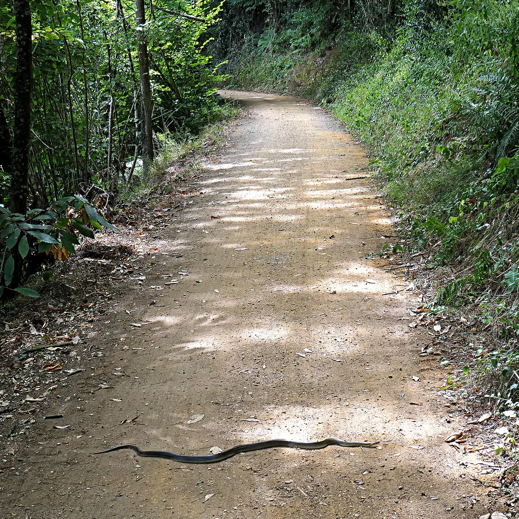 Late-Night Dining, Noctilien, and Safety in France