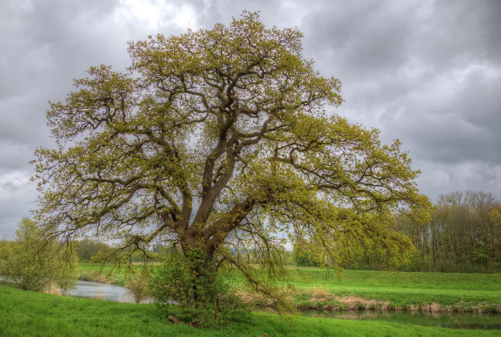Klunkerkranich in Neukölln in Germany