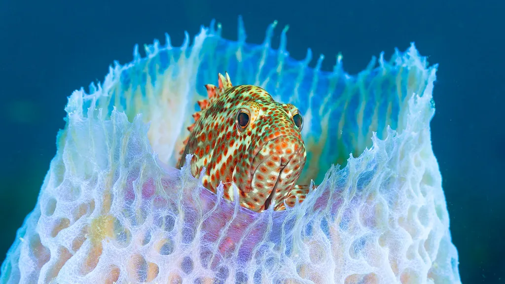 Legal Prostitution and the Amsterdam Approach in Netherlands