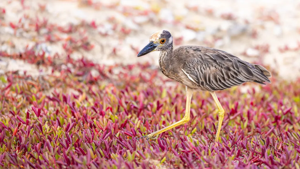 Getting Home, Transport, and Practical Tips in Netherlands