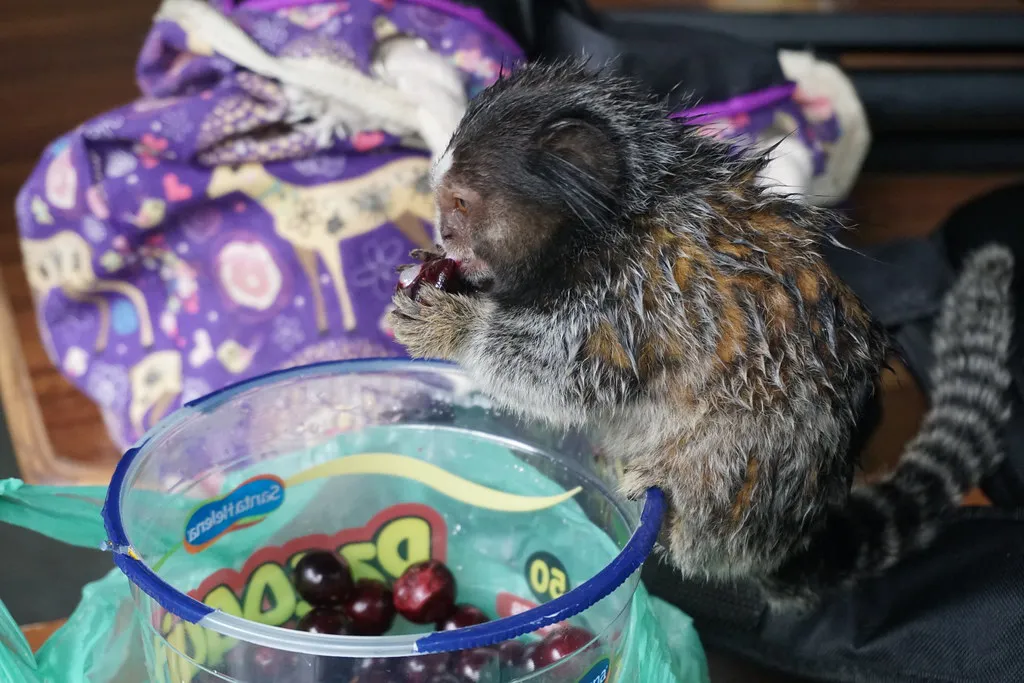 What to Eat: Best Restaurants and Bar Snacks in Portugal