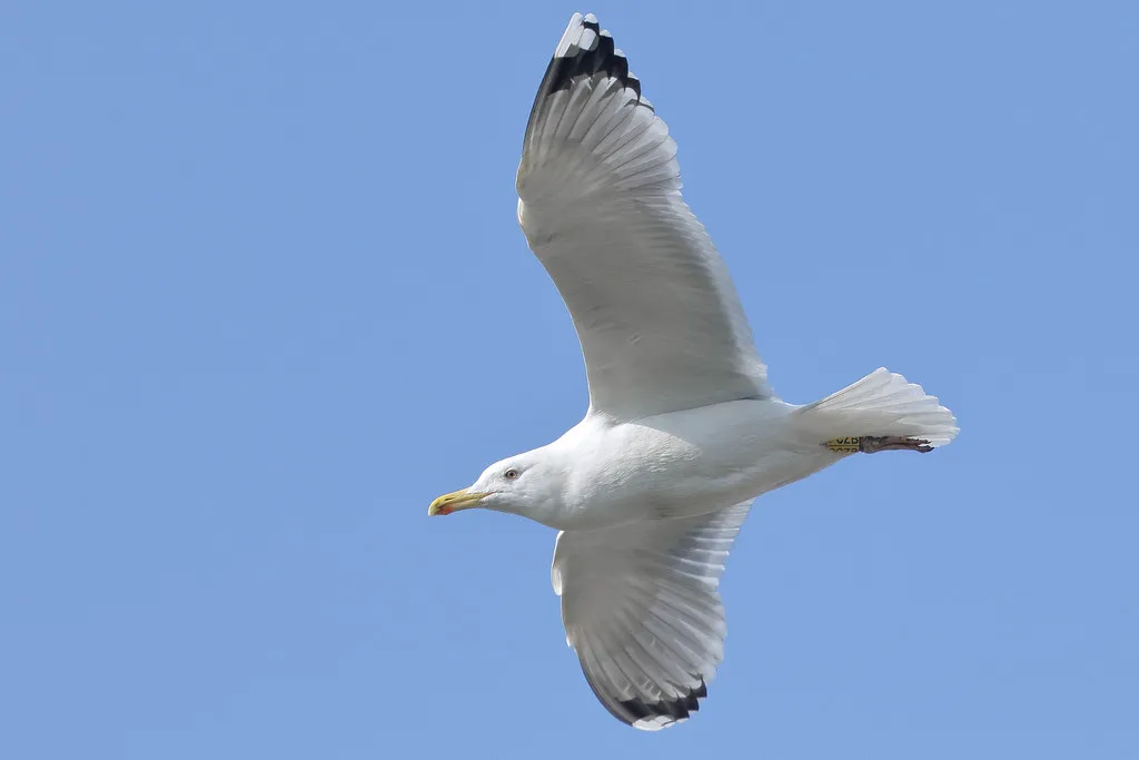 Pub Etiquette, Ordering, and Tipping in Slovakia