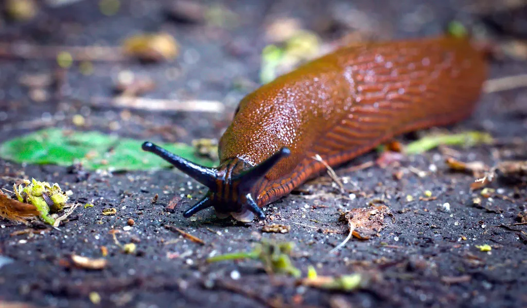 What Exactly is a Madrid Pub Crawl? in Spain