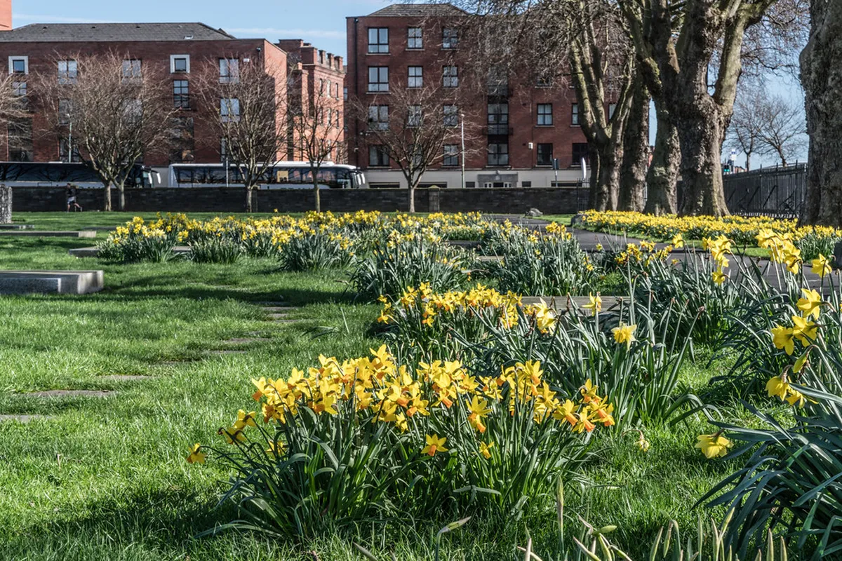 Food, Kitchen Hours, and Non-Drinking Experiences in Dublin