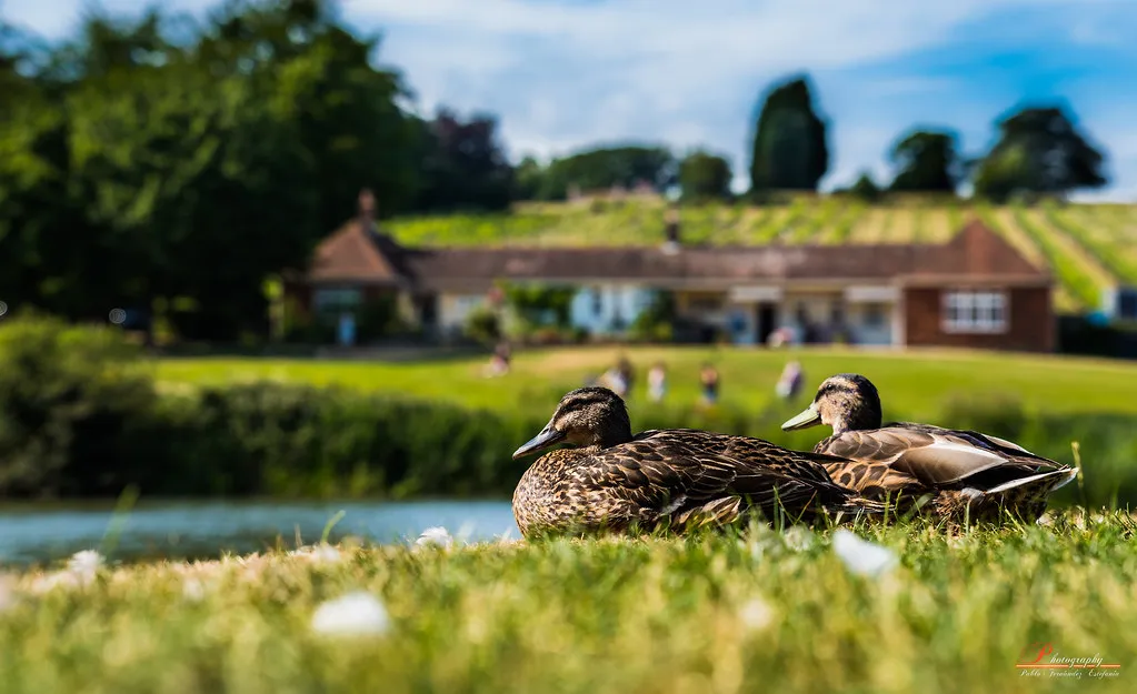 The Sun Tavern, Bethnal Green in United Kingdom